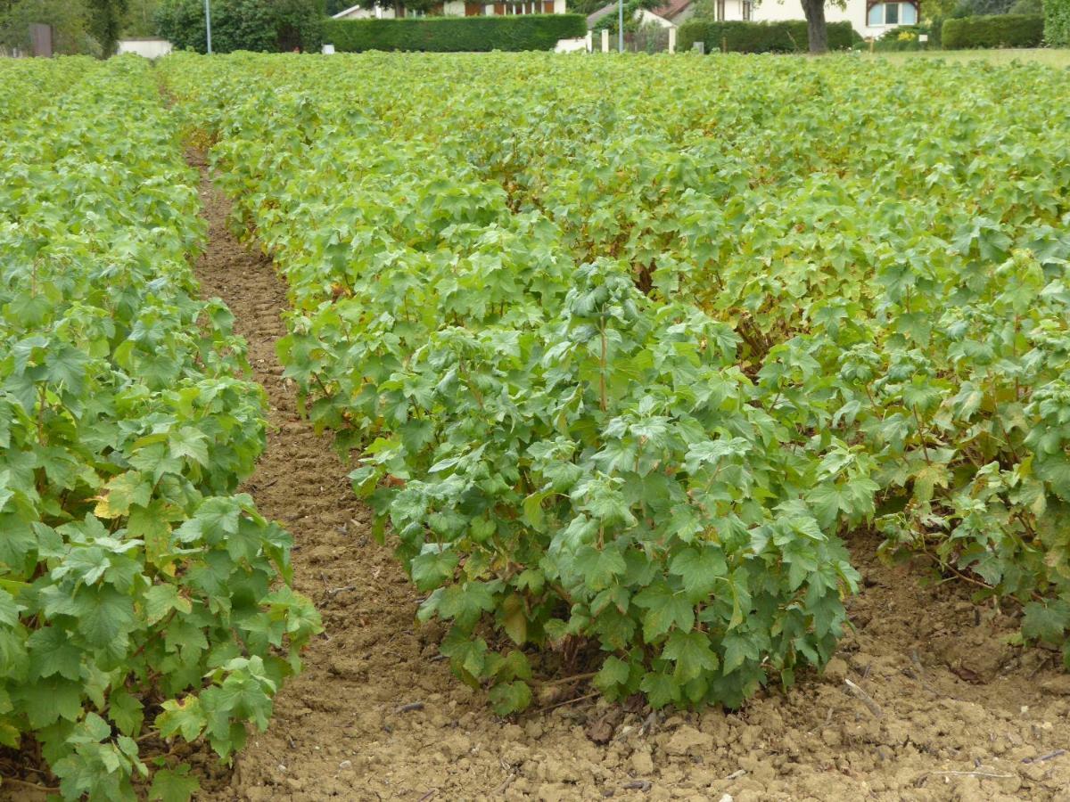 La Loubertine Géanges